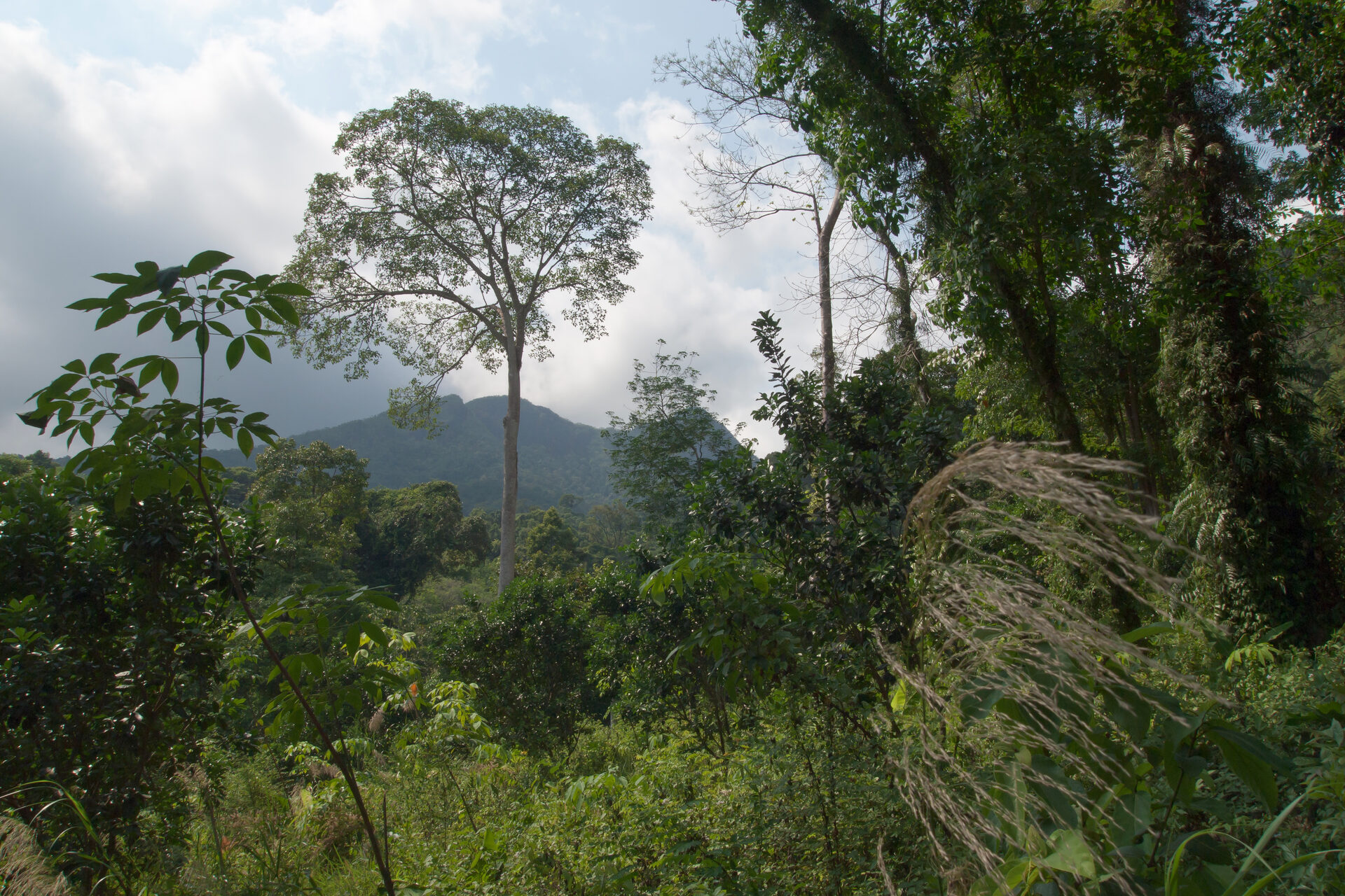 Forêt tropicale dense